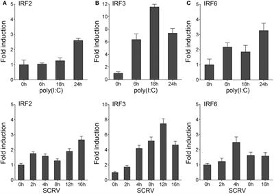 IRF3 Negatively Regulates Toll-Like Receptor-Mediated NF-κB Signaling by Targeting TRIF for Degradation in Teleost Fish